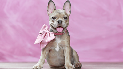 Isabella French Bulldog: Traits, Care, and Breed History