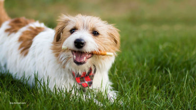 Can't Brush? Try These Dog Teeth Cleaning Alternatives