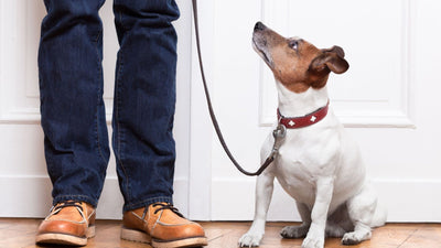 Why Does My Dog Follow Me Everywhere: Canine Behaviorist Explains