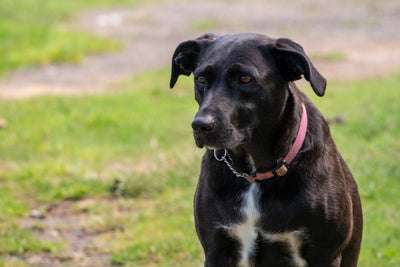 Borador Unveiled: Your Guide to the Labrador Border Collie Mix