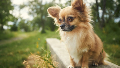 Long-Haired Chihuahua Care: Essential Guide & Characteristics