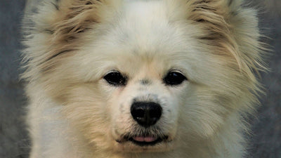 Maltipom Guide: Your Complete Source on the Maltese Pomeranian Mix