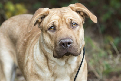 Mastador: The Loyal and Affectionate Mastiff-Labrador Mix