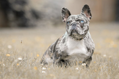 Merle French Bulldogs: Exploring The Colorful Charm Of Merle Frenchies