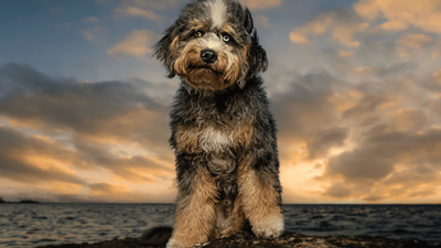 Mini Aussiedoodle: Your Complete Guide To The Most Adorable Doodle