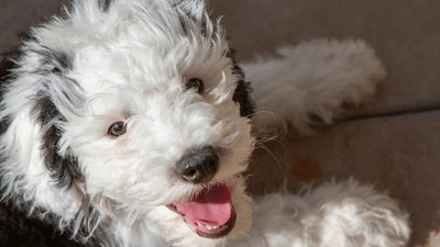 Mini Sheepadoodle: Meet The Brainy And Perfect Pint-Sized Pup!