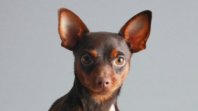 The Miniature Pinscher: Complete Dog Breed Information Guide