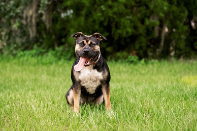 Pitweiler: Your Complete Guide To The Rottweiler Pit Bull Mix