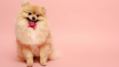 Pomeranian 101: Your Complete Guide To The Pom Pom