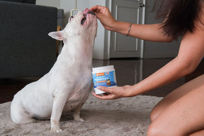 What Do Probiotics Do for Dogs? Benefits and Uses