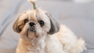 Pugapoo: Discover the Unique Charm of Pug and Poodle Mixes