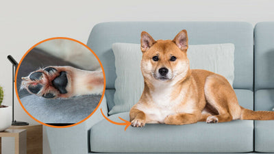 Swollen Dog Paw and Pads: Common Causes & Solutions