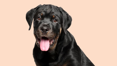 Rottweiler Mastiff Mix: A Complete Guide To 10 Types Of Mastweilers