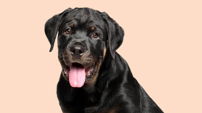 Rottweiler Mastiff Mix: Top 10 Mastweilers Guide