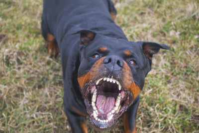 Why Are Rottweiler Ears Cropped? Risks and Controversy