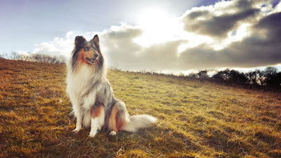 10 Rough Collie Mixes You'll Absolutely Adore: Discovering Unique Combinations