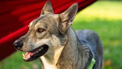 Saarloos Wolfdog: The Sweetest, Shyest Wolfdog Breed?