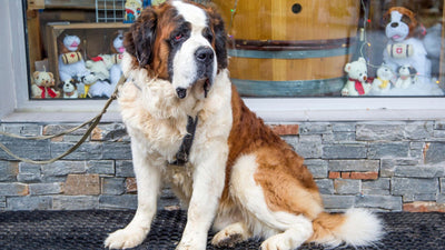 Saint Bernard Dog Breed Overview: Your Complete Guide