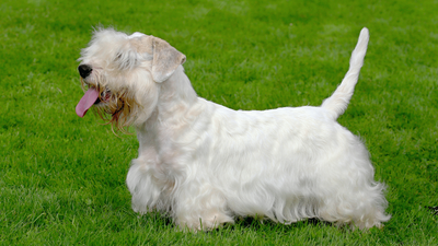 Sealyham Terrier: A Guide to This Rare and Lovable Breed