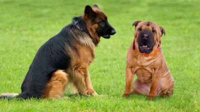 Shepherd Pei: The German Shepherd Shar-Pei Mix