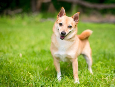 Shiba Inu Chihuahua Mix: Essential Guide to Shiba Chi Dogs