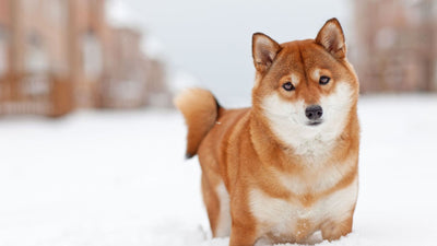 Shiba Inu: A Complete Guide For New Owners