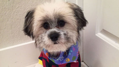 Shiranian Breed Profile: Discover the Adorable Shih Tzu Pomeranian Mix!