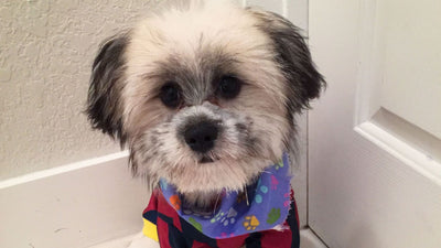 Shiranian: The Charming Shih Tzu Pomeranian Mix Breed