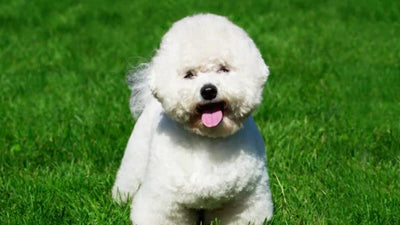 Mini Bichon Frise: Teacup Bichon with a Big Personality