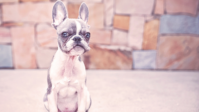 Teacup French Bulldog: Everything You Need to Know