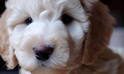 The Teacup Goldendoodle: Your Complete Guide To Pocket-sized Curly Canine