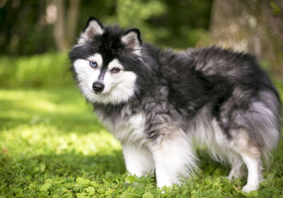 Do Teacup Huskies Exist? Facts About Miniature Huskies