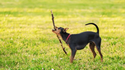 Teacup Min Pin: The Bold Miniature Pinscher