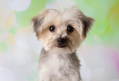 Teacup Morkies: Tiny Dogs, Big Hearts – A Comprehensive Guide