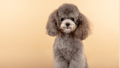 Teacup Poodle: The Complete Guide To The Tiniest Poodle