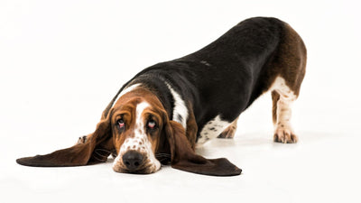 The Basset Hound: Your Complete Dog Breed Guide