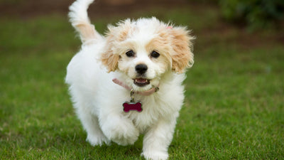 Cavachon: Complete Guide to This Spaniel-Bichon Mix