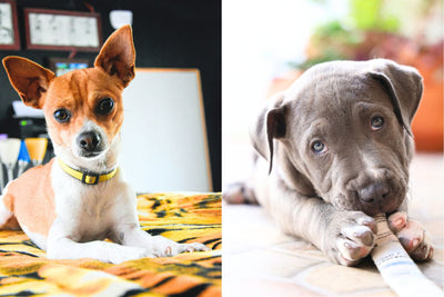 The Chipit: Your Complete Guide to the Chihuahua Pitbull Mix