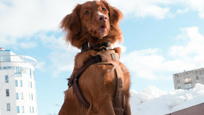 The Complete Guide To All The Types Of Dog Harnesses