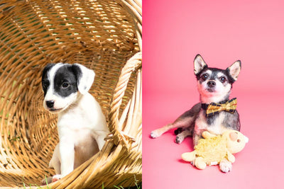 Jack Chi (Jack Russell and Chihuahua Mix) The Complete Guide