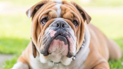 The English Bulldog: Everything Owners Need To Know