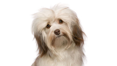 The Havanese: Everything You Need to Know