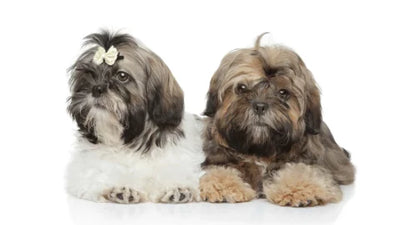 The Imperial Shih Tzu – Everything You Need To Know