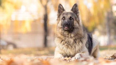 Giant King Shepherd: Supersized German Shepherd Dog Breed