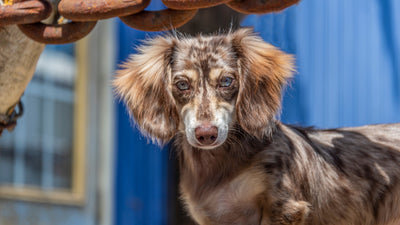 The Long Haired Dachshund: Characteristics, Care, and Grooming Tips