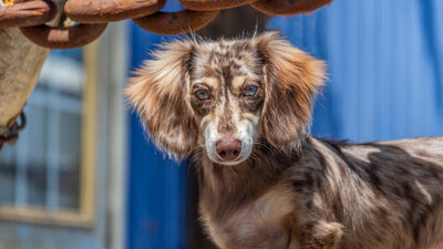 Long Haired Dachshund: Essential Care and Grooming Guide