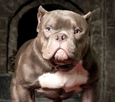 The Micro Bully: Is It the Smallest Luxury Bully Breed For You?