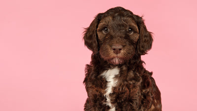 The Mini Labradoodle: Your Guide to the Gentle Non-Shedding Pup