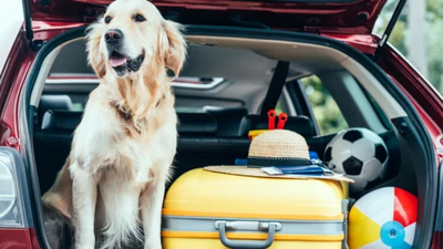 Best Dog-Friendly States to Visit in 2024: Top Destinations