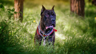 The North American Mastiff: History, Characteristics, and Care